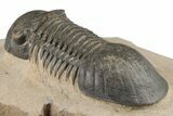 Detailed Paralejurus Trilobite - Atchana, Morocco #204244-5
